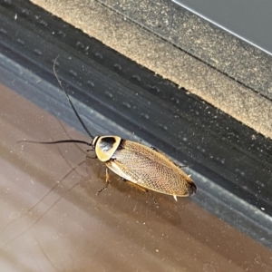 Ellipsidion australe at Wanniassa, ACT - 10 Dec 2019