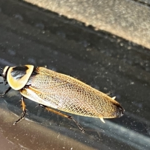 Ellipsidion australe at Wanniassa, ACT - 10 Dec 2019