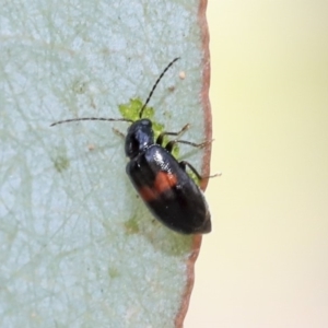 Monolepta minima at Scullin, ACT - 9 Dec 2019 09:31 AM