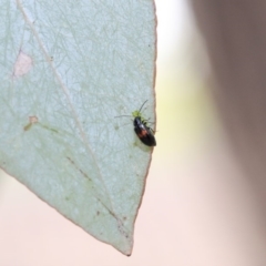 Monolepta minima at Scullin, ACT - 9 Dec 2019 09:31 AM