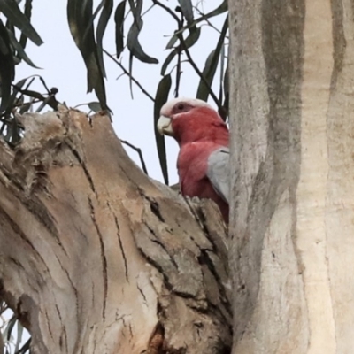 Eolophus roseicapilla (Galah) at Scullin, ACT - 8 Dec 2019 by AlisonMilton