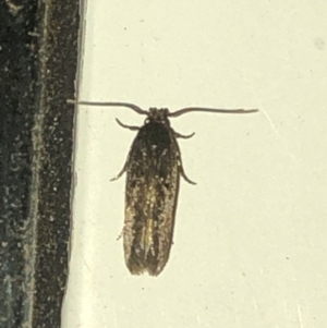 Gelechioidea (superfamily) at Aranda, ACT - 10 Dec 2019