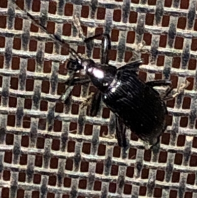 Tanychilus sp. (genus) (Comb-clawed beetle) at Aranda, ACT - 10 Dec 2019 by Jubeyjubes