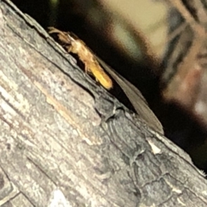 Termitoidae (informal group) at Aranda, ACT - 9 Dec 2019