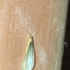 Termitoidae (informal group) at Aranda, ACT - 9 Dec 2019