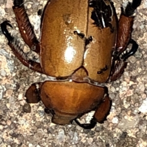 Anoplognathus montanus at Aranda, ACT - 9 Dec 2019 08:27 PM