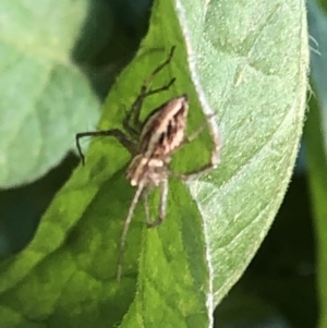 Oxyopes sp. (genus) at Aranda, ACT - 9 Dec 2019