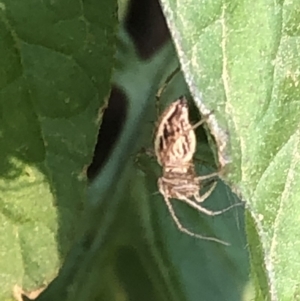 Oxyopes sp. (genus) at Aranda, ACT - 9 Dec 2019