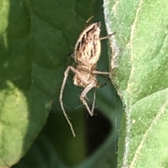 Oxyopes sp. (genus) at Aranda, ACT - 9 Dec 2019 06:16 PM