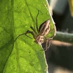 Oxyopes sp. (genus) at Aranda, ACT - 9 Dec 2019 06:16 PM