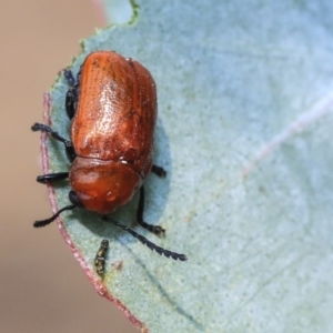 Aporocera (Aporocera) haematodes at Scullin, ACT - 9 Dec 2019