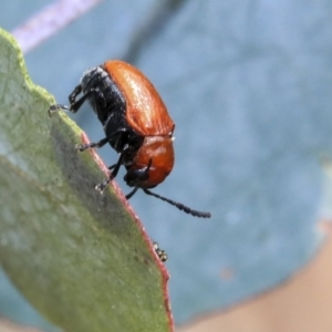 Aporocera (Aporocera) haematodes at Scullin, ACT - 9 Dec 2019