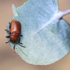 Aporocera (Aporocera) haematodes at Scullin, ACT - 9 Dec 2019 09:40 AM