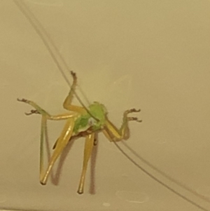Conocephalus sp. (genus) at Aranda, ACT - 10 Dec 2019 09:38 PM