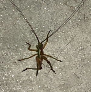 Conocephalus sp. (genus) at Aranda, ACT - 10 Dec 2019