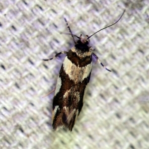 Macrobathra desmotoma at O'Connor, ACT - 7 Dec 2019