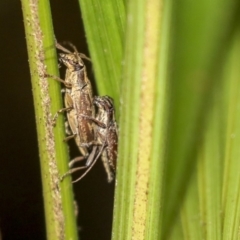 Temnosternus planiusculus (Longhorn beetle) at Acton, ACT - 9 Dec 2019 by AlisonMilton