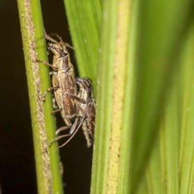 Temnosternus planiusculus (Longhorn beetle) at Acton, ACT - 9 Dec 2019 by AlisonMilton