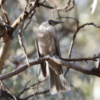 Philemon corniculatus (Noisy Friarbird) at Ainslie, ACT - 6 Dec 2019 by jb2602