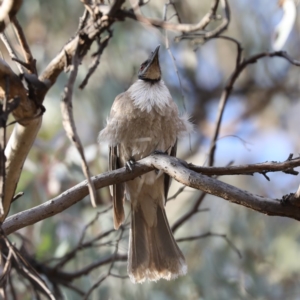 Philemon corniculatus at Ainslie, ACT - 6 Dec 2019