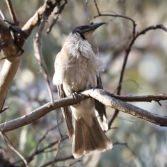 Philemon corniculatus at Ainslie, ACT - 6 Dec 2019