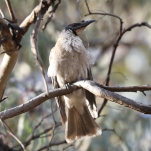 Philemon corniculatus at Ainslie, ACT - 6 Dec 2019 05:27 PM