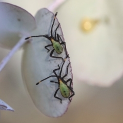 Amorbus sp. (genus) (Eucalyptus Tip bug) at Scullin, ACT - 8 Dec 2019 by AlisonMilton