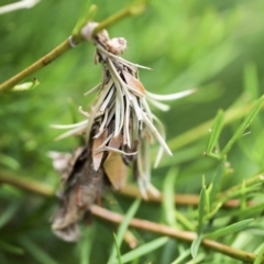 Psychidae (family) IMMATURE (Unidentified case moth or bagworm) at Higgins, ACT - 8 Dec 2019 by AlisonMilton