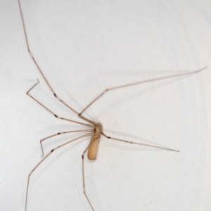 Pholcus phalangioides at Kambah, ACT - 10 Dec 2019