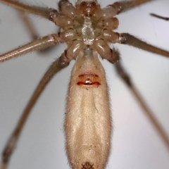 Pholcus phalangioides at Kambah, ACT - 10 Dec 2019