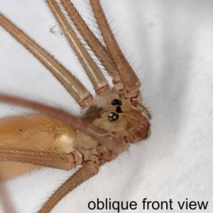 Pholcus phalangioides at Kambah, ACT - 10 Dec 2019