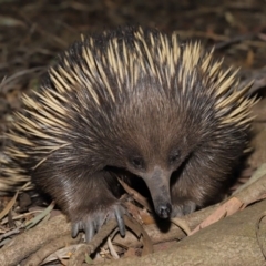 Tachyglossus aculeatus (Short-beaked Echidna) at ANBG - 6 Dec 2019 by TimL