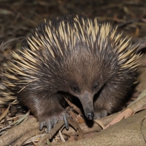 Tachyglossus aculeatus at Acton, ACT - 6 Dec 2019