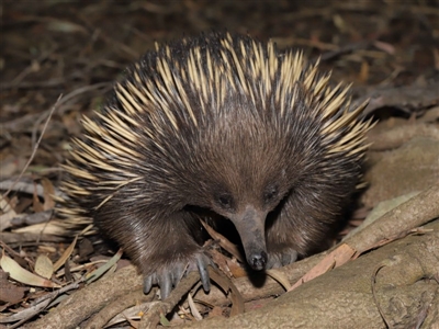 Tachyglossus aculeatus (Short-beaked Echidna) at Acton, ACT - 6 Dec 2019 by TimL