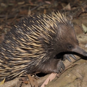 Tachyglossus aculeatus at Acton, ACT - 6 Dec 2019 12:56 PM