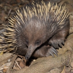 Tachyglossus aculeatus at Acton, ACT - 6 Dec 2019 12:56 PM