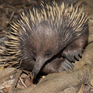 Tachyglossus aculeatus at Acton, ACT - 6 Dec 2019 12:56 PM