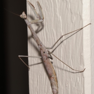 Archimantis latistyla at Evatt, ACT - 10 Dec 2019 01:49 PM