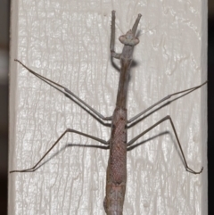 Archimantis latistyla at Evatt, ACT - 10 Dec 2019 01:49 PM