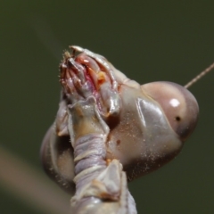 Archimantis latistyla at Evatt, ACT - 10 Dec 2019 01:49 PM