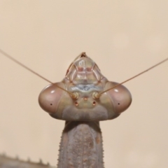 Archimantis latistyla at Evatt, ACT - 10 Dec 2019 01:49 PM