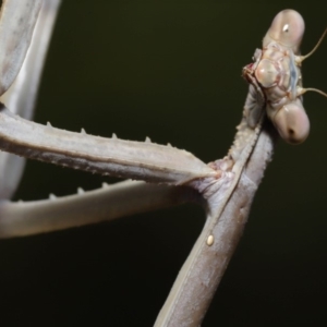 Archimantis latistyla at Evatt, ACT - 10 Dec 2019 01:49 PM