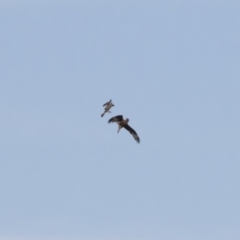 Hieraaetus morphnoides (Little Eagle) at Michelago, NSW - 14 Nov 2019 by Illilanga