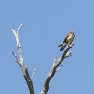 Falco berigora at Michelago, NSW - 8 Sep 2019 12:14 PM