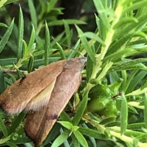 Tortricopsis uncinella at Aranda, ACT - 11 Dec 2019