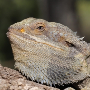 Pogona barbata at Acton, ACT - suppressed