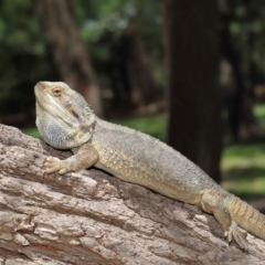 Pogona barbata at Acton, ACT - 6 Dec 2019