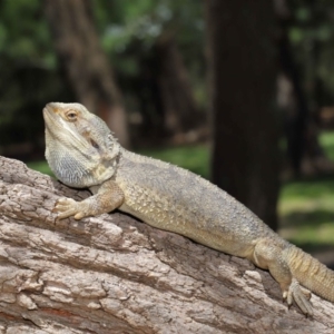 Pogona barbata at Acton, ACT - suppressed