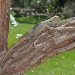 Pogona barbata at Acton, ACT - suppressed