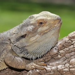 Pogona barbata at Acton, ACT - suppressed